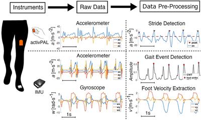 Estimating Walking Speed in the Wild